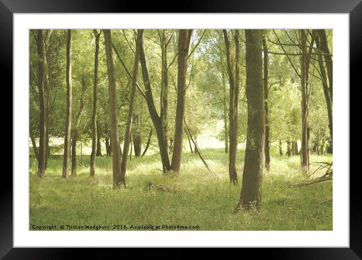 Summer Woodland Framed Mounted Print by Tristan Wedgbury