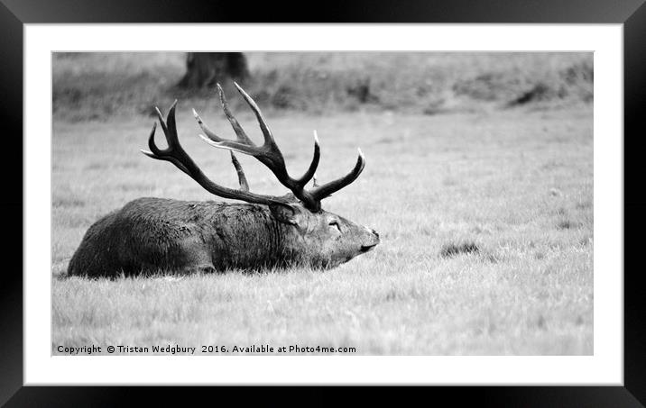 Resting my deer Framed Mounted Print by Tristan Wedgbury
