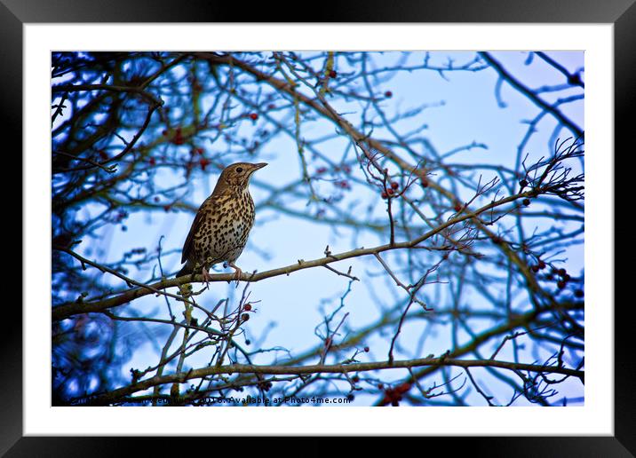 Song Thrush sitting in a tree during Winter Framed Mounted Print by Tristan Wedgbury