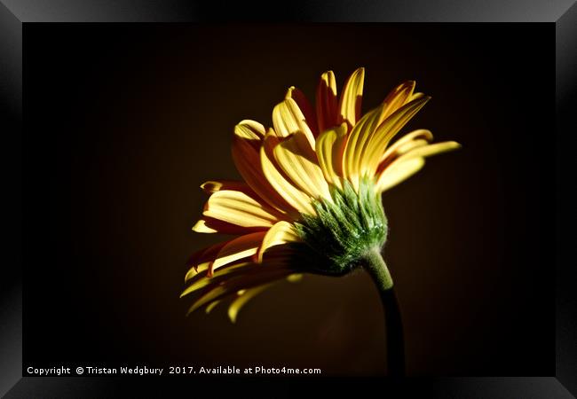 Gerbera Framed Print by Tristan Wedgbury