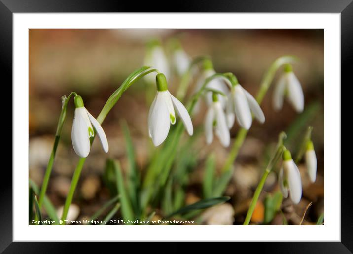 Snowdrops Framed Mounted Print by Tristan Wedgbury