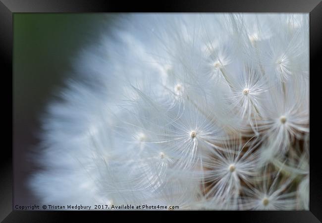 Dandelions Seed Heads Close Up Framed Print by Tristan Wedgbury