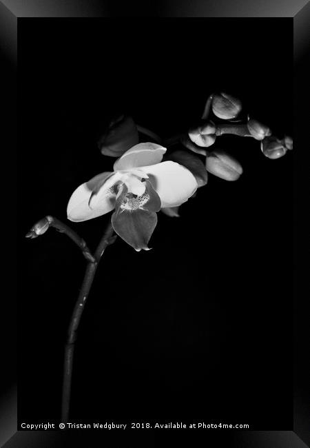 Black and White Orchid Framed Print by Tristan Wedgbury