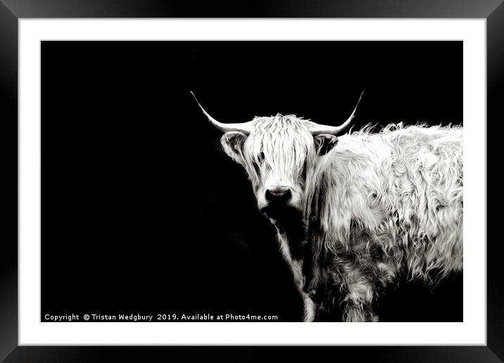Highland Cow Black and White Framed Mounted Print by Tristan Wedgbury