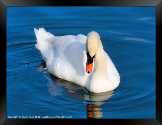 Mute Swan on the River near Chard Somerset Framed Print by Susie Peek