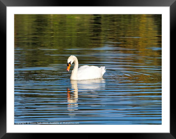 Mute Swan on the River near Chard Somerset Framed Mounted Print by Susie Peek