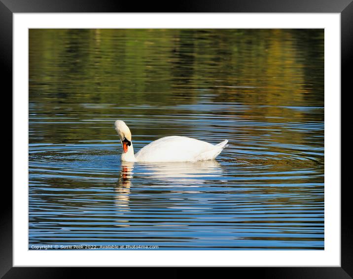 Mute Swan on the River near Chard Somerset Framed Mounted Print by Susie Peek