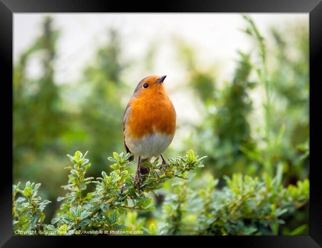 English Robin Perched on Shrubbery Framed Print by Susie Peek
