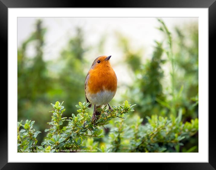 English Robin Perched on Shrubbery Framed Mounted Print by Susie Peek