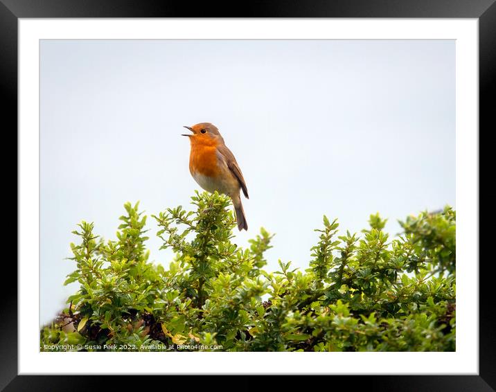 English Robin Perched on Shrubbery Framed Mounted Print by Susie Peek