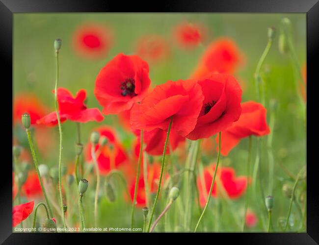 Red Poppies - Papaver-rhoeas Framed Print by Susie Peek