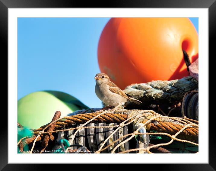 Female House Sparrow at Lyme Regis Harbour Framed Mounted Print by Susie Peek