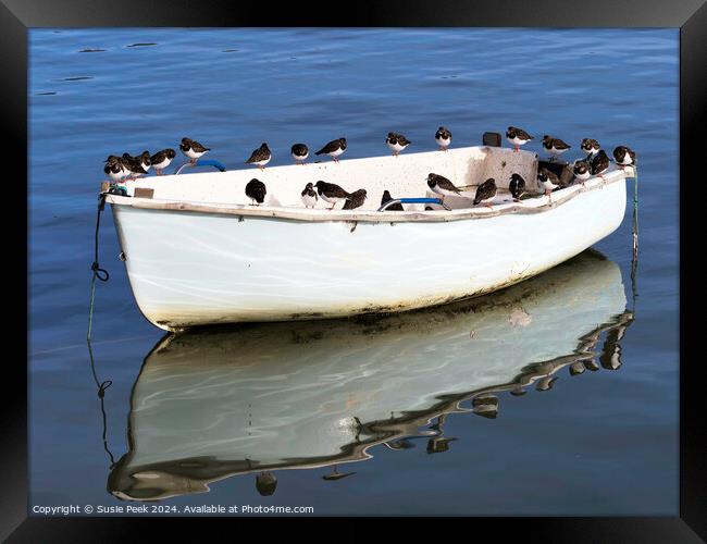 A Skiff Full of Turnstones Framed Print by Susie Peek