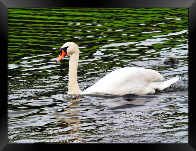 White Mute Swan Swimming on the River Framed Print by Susie Peek