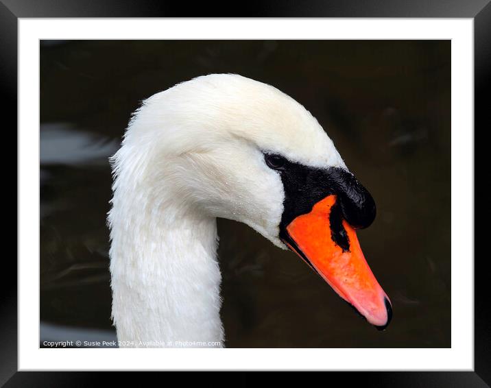 Portrait of a White Mute Swan Framed Mounted Print by Susie Peek