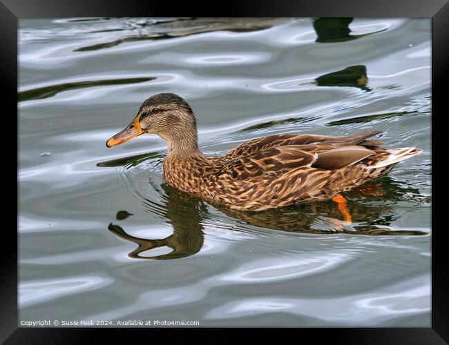 Female Mallard Swimming Framed Print by Susie Peek