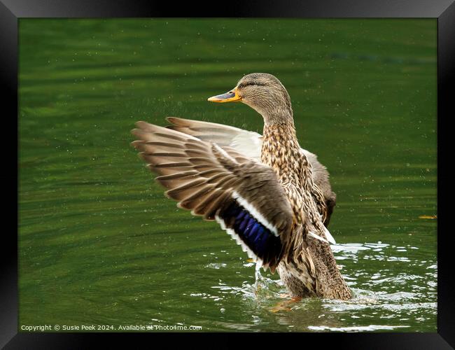 Female Mallard Ruffling Her Feathers Framed Print by Susie Peek