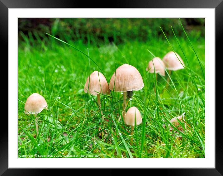 Fungi in the Grass Framed Mounted Print by Susie Peek