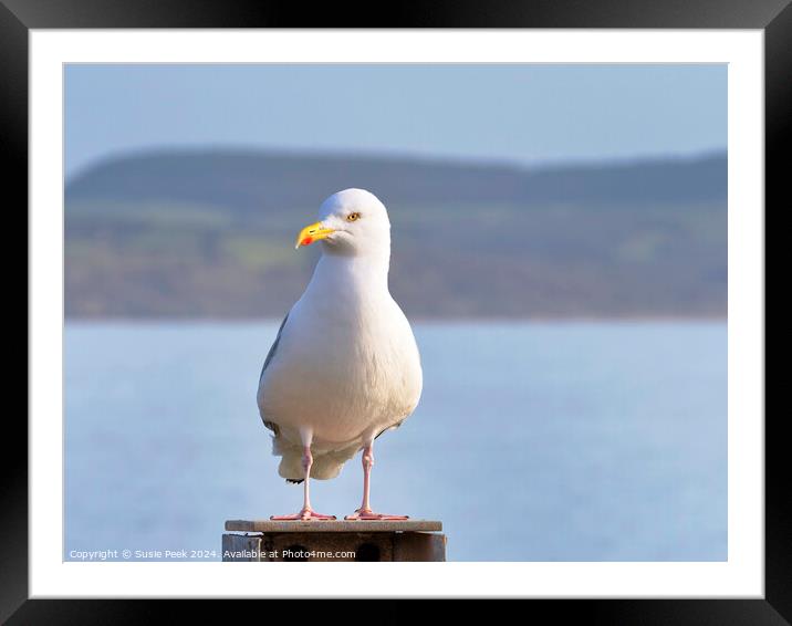 Herring Gull - Larus argentatus Framed Mounted Print by Susie Peek