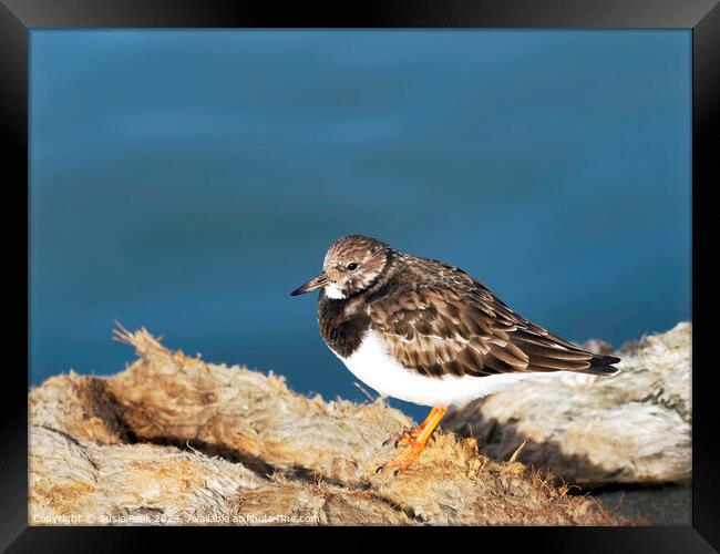 Turnstone at the Harbour Framed Print by Susie Peek