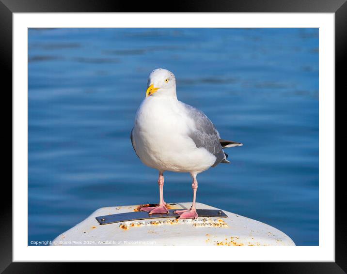 Herring Gull - Larus argentatus Framed Mounted Print by Susie Peek