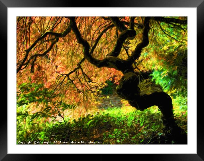 Acer Tree Impressions Framed Mounted Print by Susie Peek