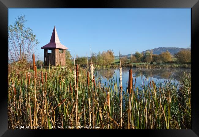 Bulrushes At Lower Bruckland Framed Print by Susie Peek