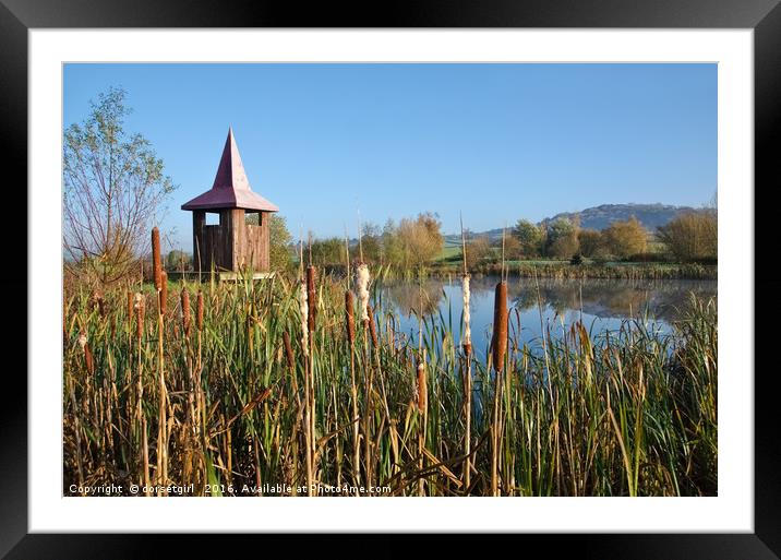 Bulrushes At Lower Bruckland Framed Mounted Print by Susie Peek