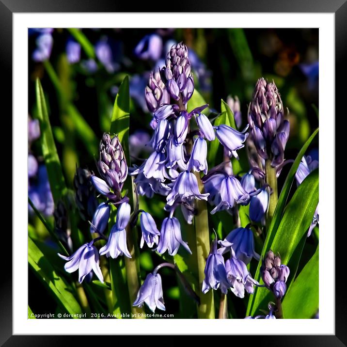 Bluebells Framed Mounted Print by Susie Peek