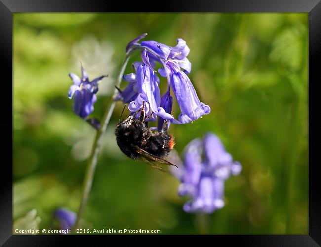 Buzzy Bee On Bluebells Framed Print by Susie Peek
