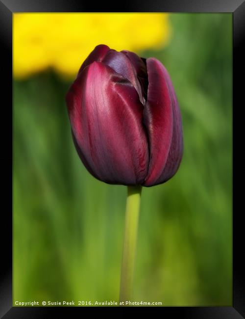 Black Tulip Framed Print by Susie Peek