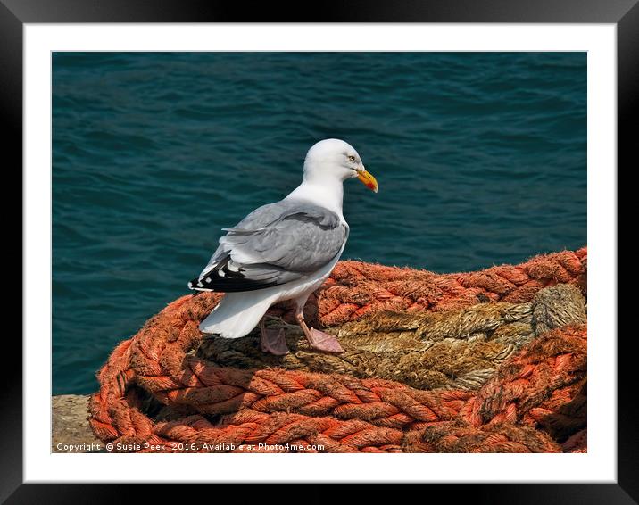 Herring Gull At The Harbour Framed Mounted Print by Susie Peek