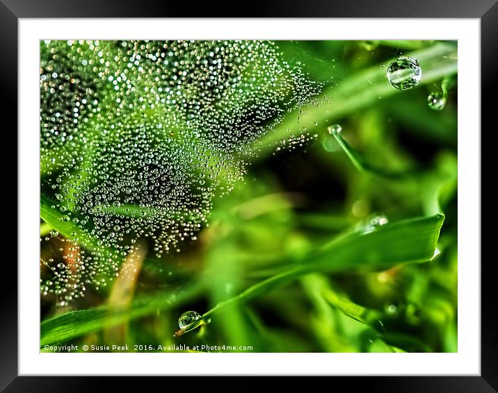 Dewy Grass Spider Web Framed Mounted Print by Susie Peek