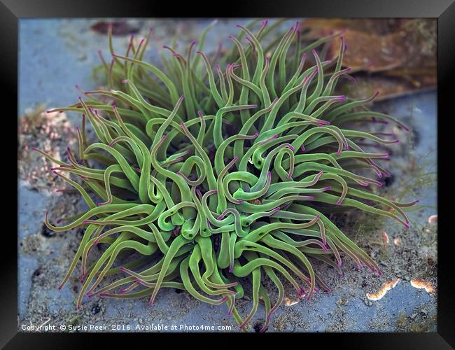 Green Sea Anemones Framed Print by Susie Peek