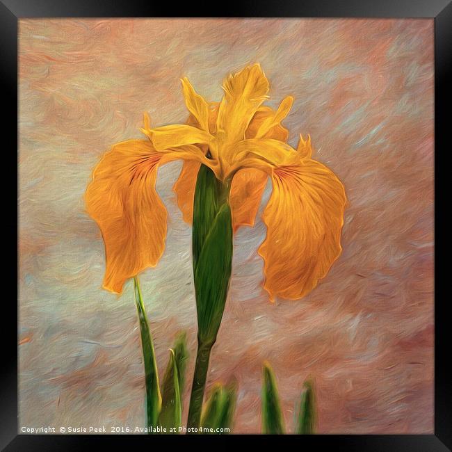 Water Iris - Textured Framed Print by Susie Peek