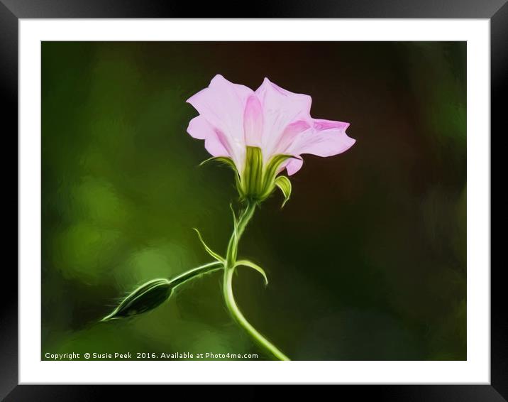 Wild Geraniums - Impressions Framed Mounted Print by Susie Peek