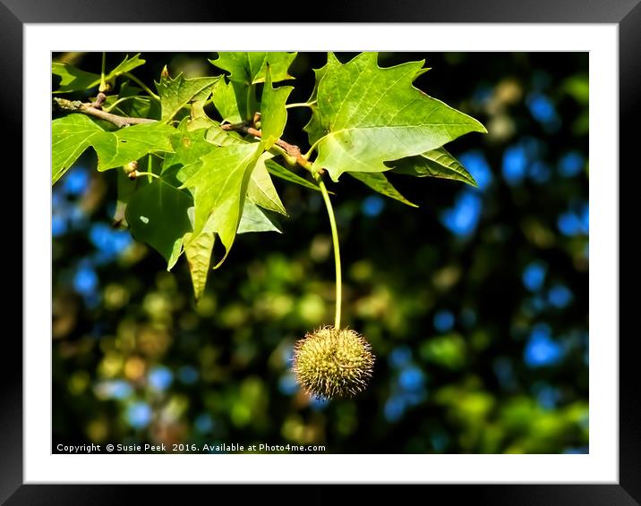 Horse-Chestnut  Framed Mounted Print by Susie Peek