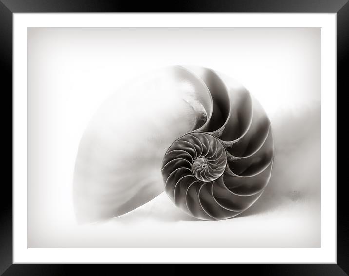 Nautilus Shell - Soft Grey Tones   Framed Mounted Print by Susie Peek