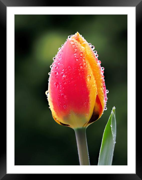 Perfect Love - Tulip In The Rain Framed Mounted Print by Susie Peek