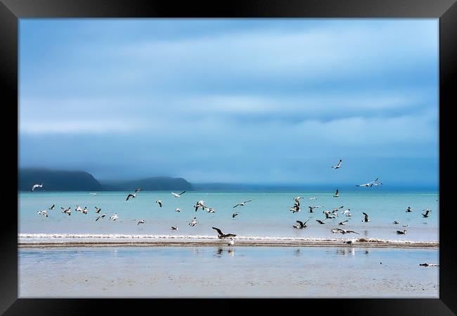 Seagulls at Low Spring Tide - Lyme Regis Framed Print by Susie Peek