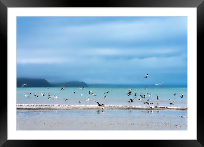 Seagulls at Low Spring Tide - Lyme Regis Framed Mounted Print by Susie Peek