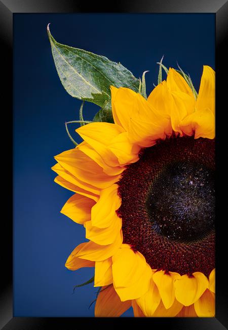Sunflower Framed Print by Andrew Stevens