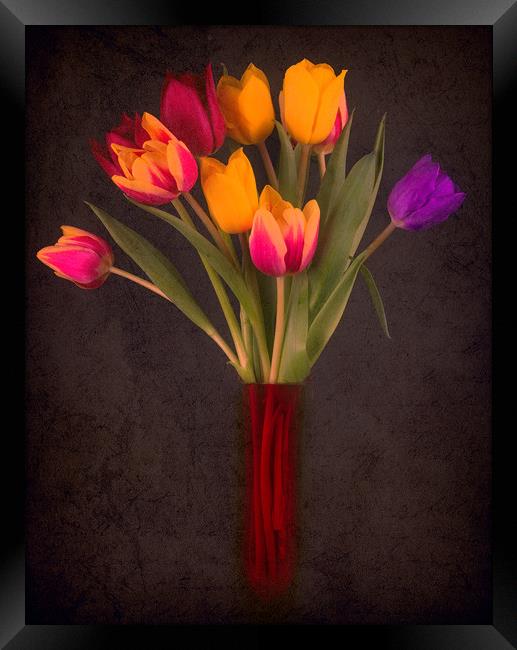 Tulips Framed Print by Andrew Stevens