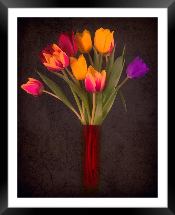 Tulips Framed Mounted Print by Andrew Stevens