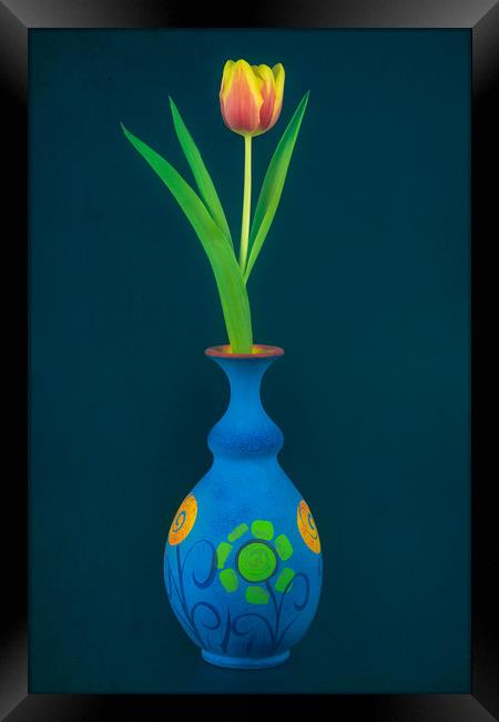 Tulip in Blue Vase Framed Print by Andrew Stevens