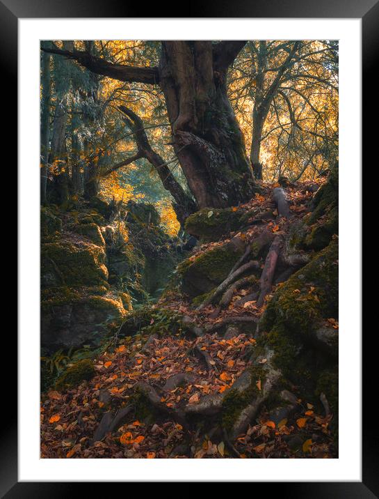 The Mystical Forest Framed Mounted Print by Andrew Stevens