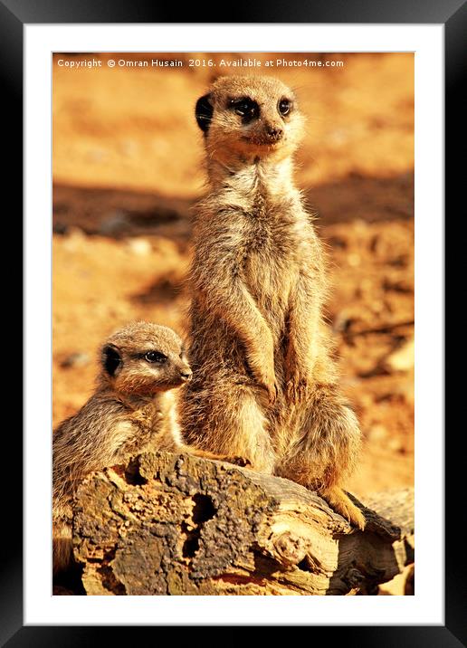 Meerkats Pose     Framed Mounted Print by Omran Husain