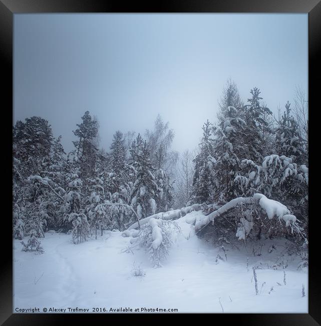 Winter Forest Framed Print by Alexey Trofimov