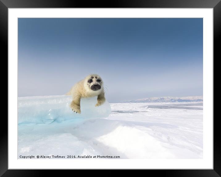 Baikalian seal puppy. Curiosity Framed Mounted Print by Alexey Trofimov