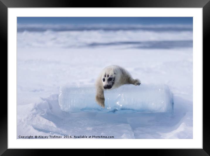 Seal puppy Framed Mounted Print by Alexey Trofimov